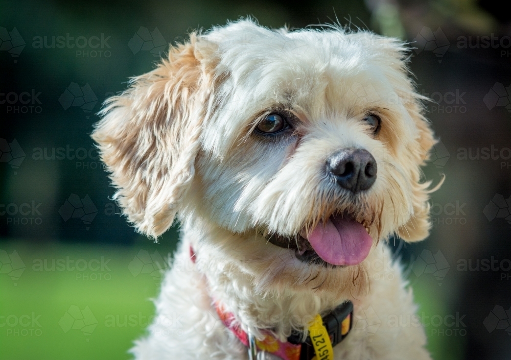 Portrait of happy white puppy - Australian Stock Image