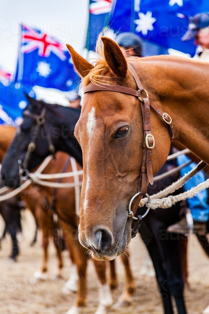 Portrait of horse standing in line with Australian flags in the background - Australian Stock Image