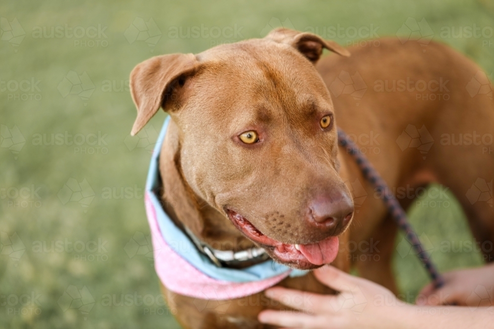 Portrait of large brown dog wearing bandana sitting in park with owner holding leash - Australian Stock Image