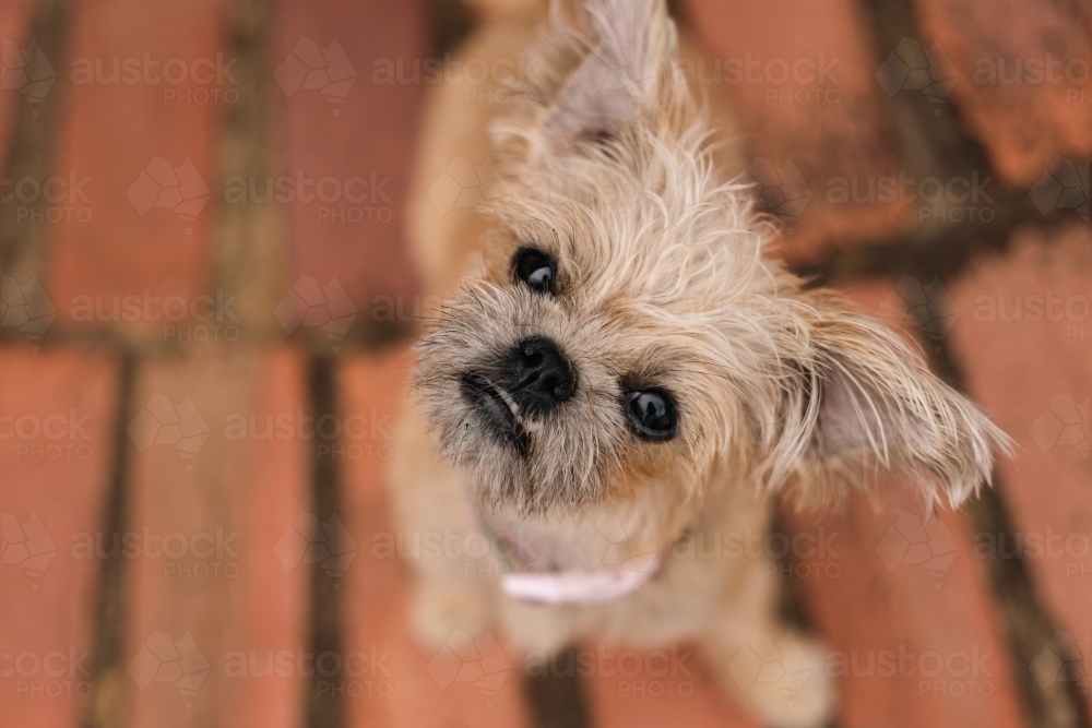 Portrait of little dog looking up with head tilted - Australian Stock Image