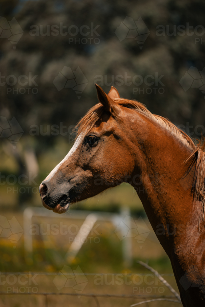 Image of Portrait of majestic brown horse in a green field with trees ...