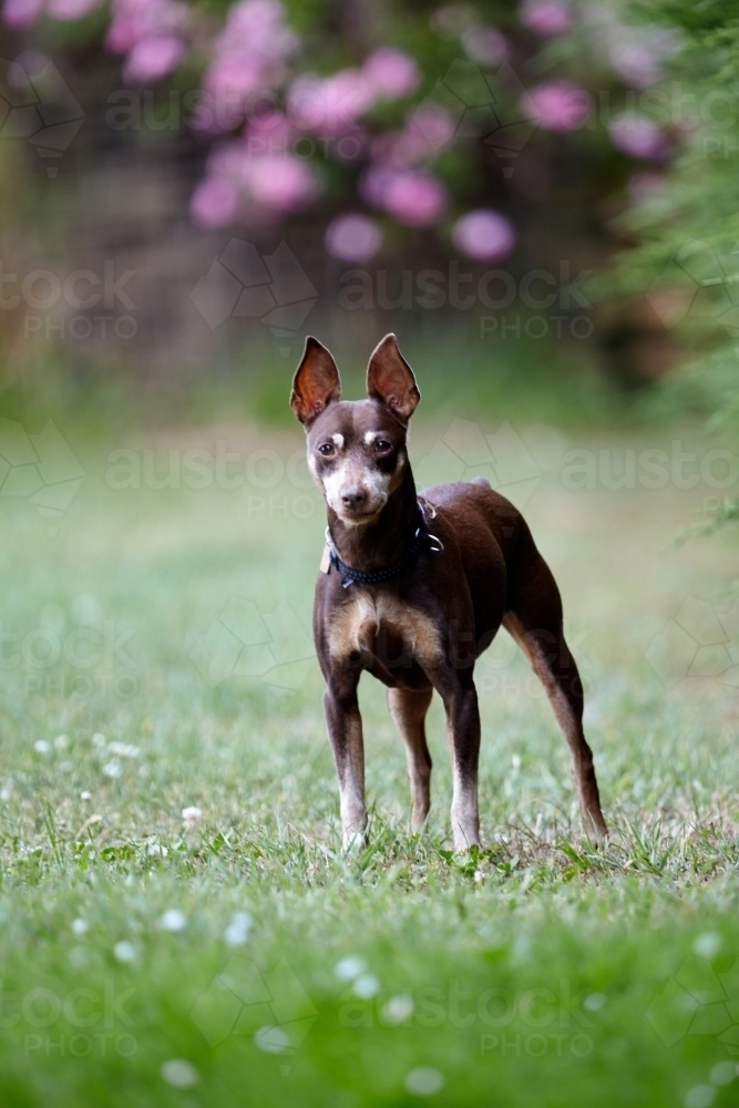 Image of Portrait of Miniature Pinscher Dog Austockphoto