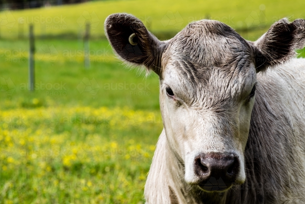 Portrait of Murray Grey Cow calf looking at camera - Australian Stock Image