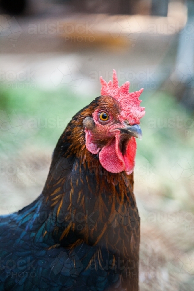 Image of Portrait of one hen chook looking at camera Austockphoto