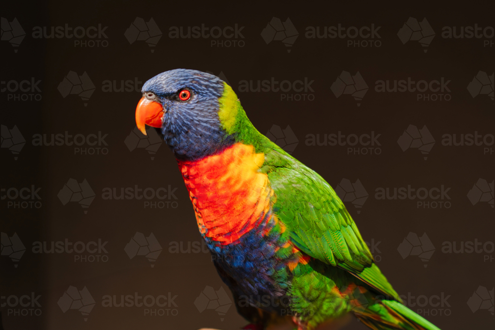 Portrait of rainbow lorikeet on dark backdrop - Australian Stock Image