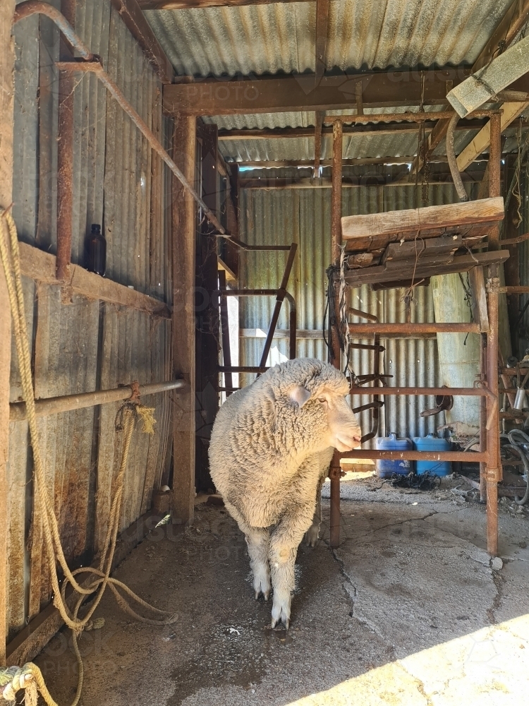 Portrait of relaxed single sheep standing in shed on farm - Australian Stock Image