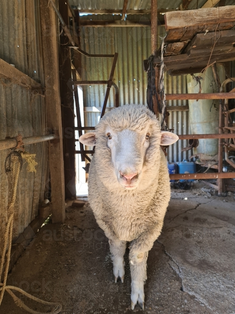 Portrait of relaxed single sheep standing in shed on farm - Australian Stock Image