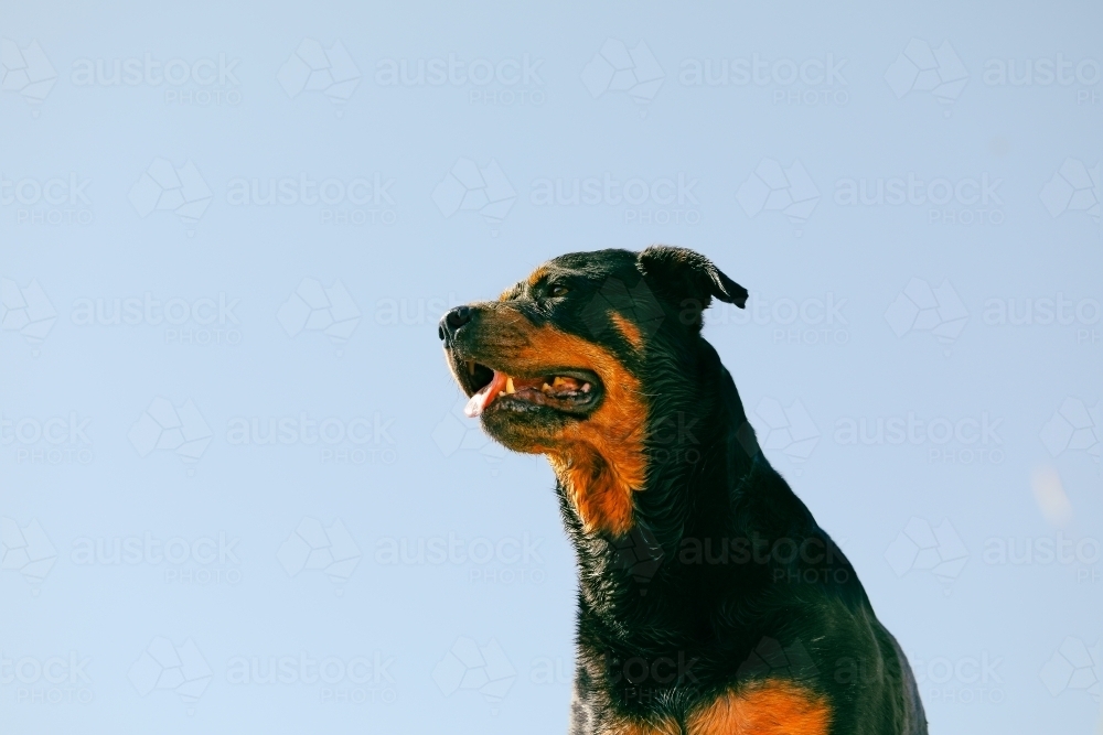 Portrait of rottweiler dog from below with blue sky background - Australian Stock Image