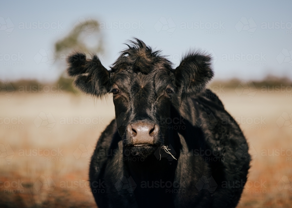 Portrait of single black cow - Australian Stock Image