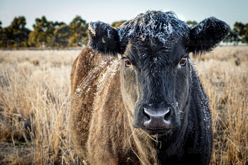 Portrait of single black cow standing in a frost covered paddock with ice crystals on head and back - Australian Stock Image