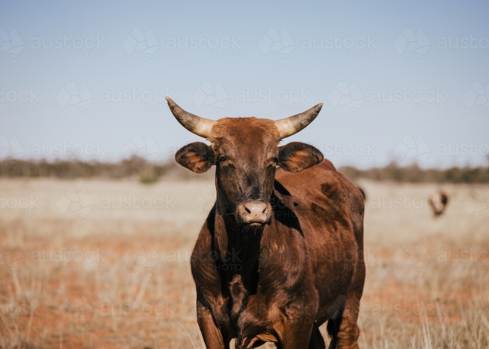 Portrait of single brown horned cow - Australian Stock Image