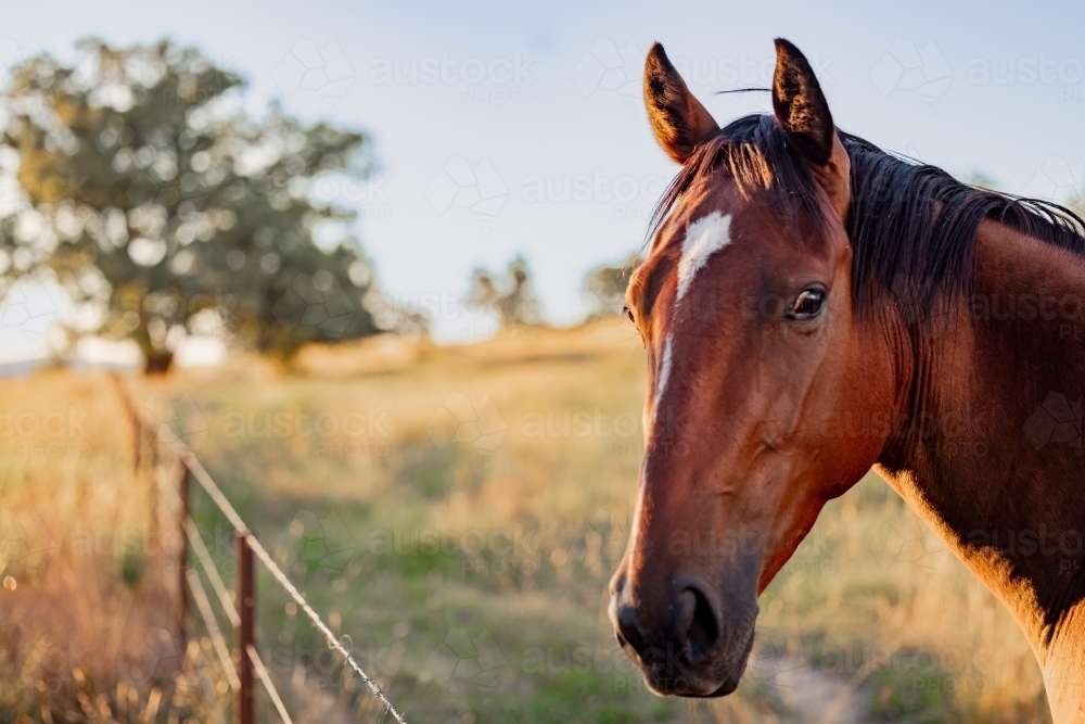 Portrait of single horse in paddock on a golden afternoon - Australian Stock Image