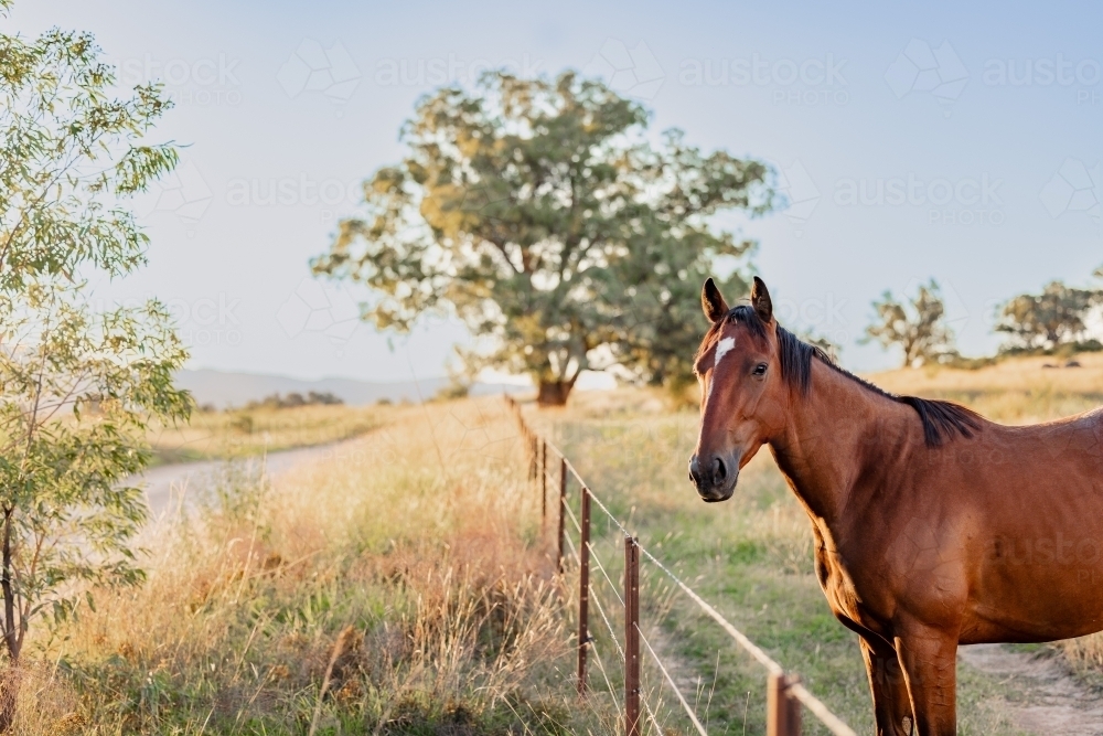 Portrait of single horse standing at fence beside country road - Australian Stock Image