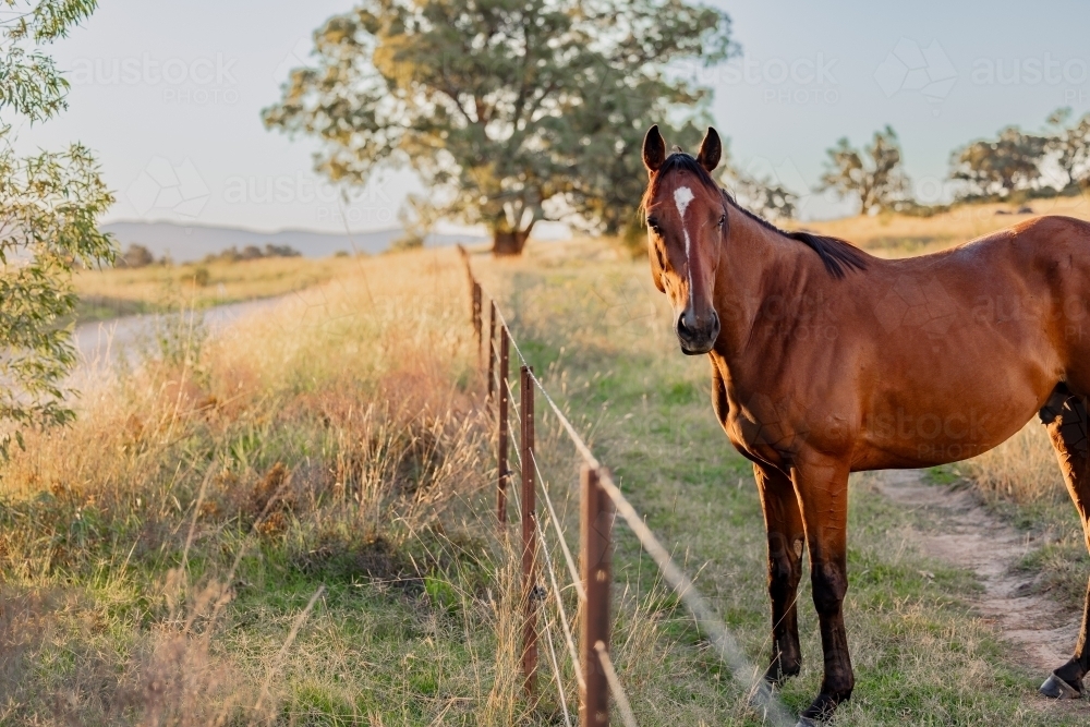 Portrait of single horse standing at fence beside country road - Australian Stock Image