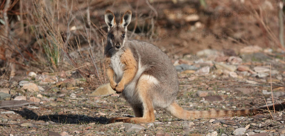 Portrait of single yellow-footed rock-wallaby in grassland - Australian Stock Image