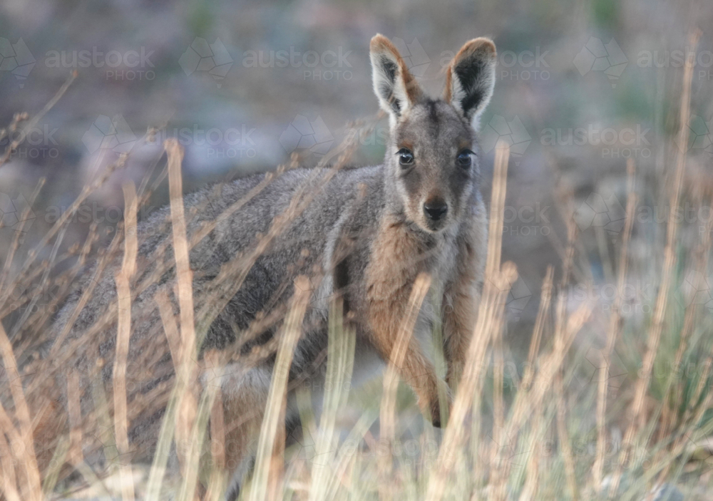 Portrait of single yellow-footed rock-wallaby in grassland - Australian Stock Image
