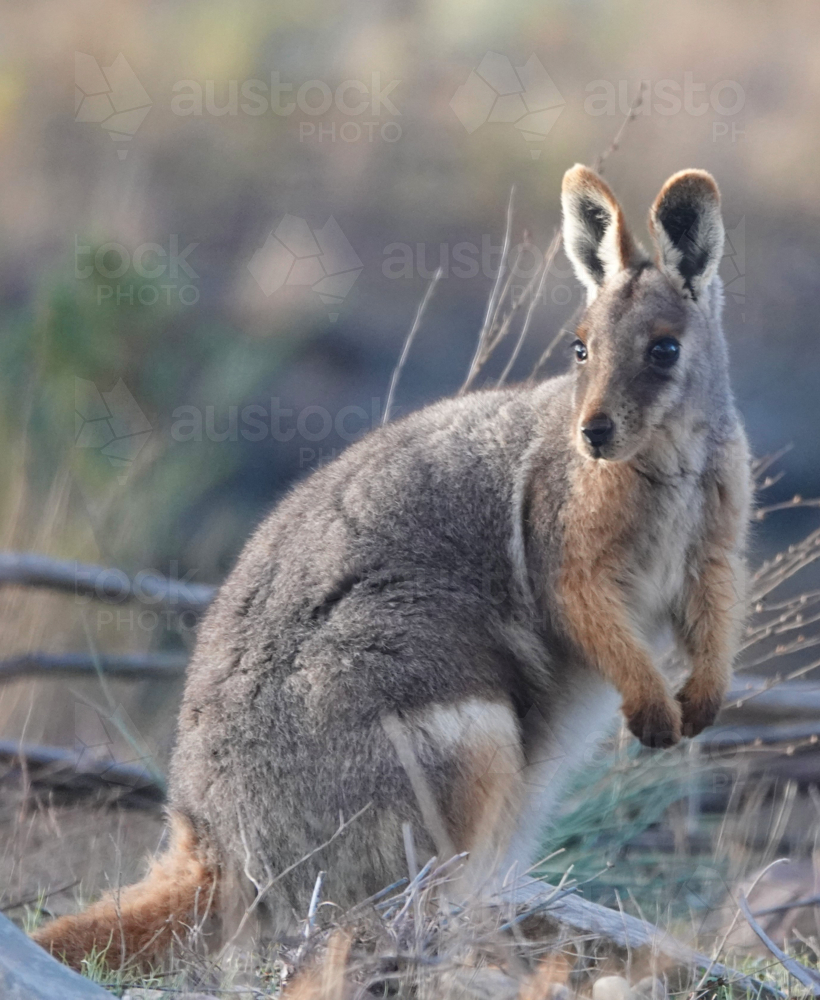 Portrait of single yellow-footed rock-wallaby in grassland - Australian Stock Image