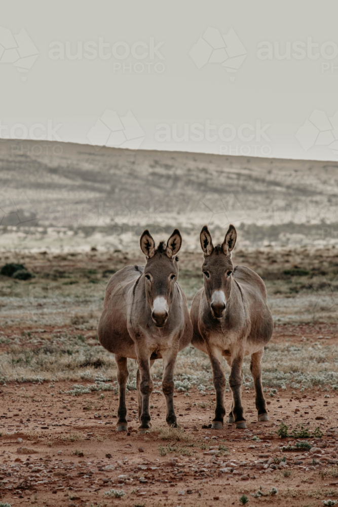 Portrait of two donkeys in the outback - Australian Stock Image