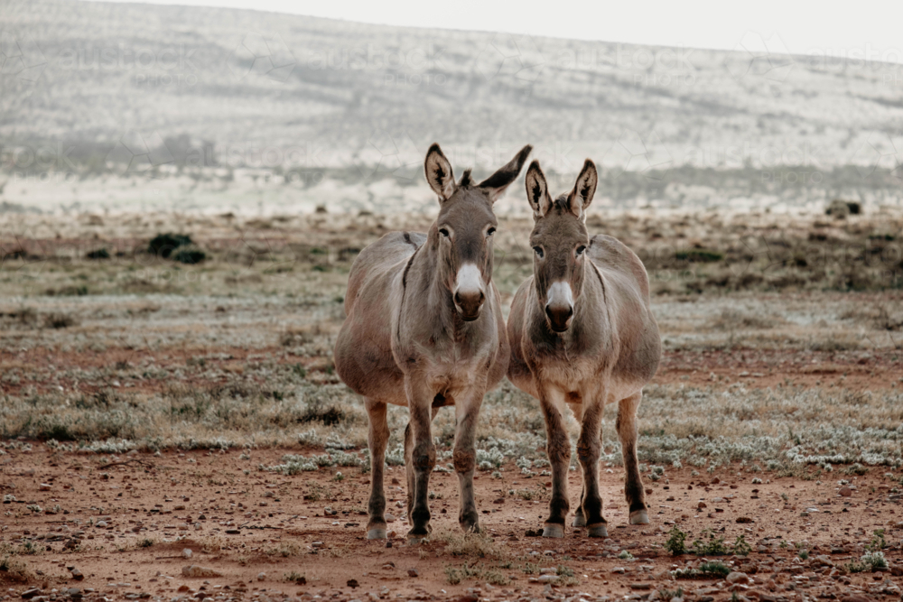 Portrait of two donkeys standing together in a dry outback landscape - Australian Stock Image
