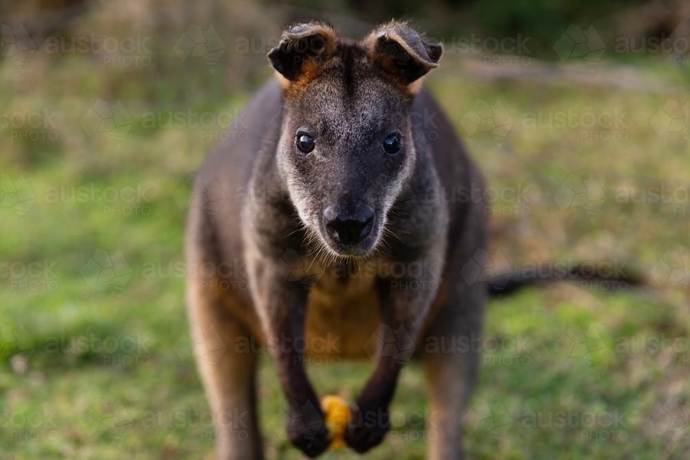 Portrait of wallaby on grass patch - Australian Stock Image