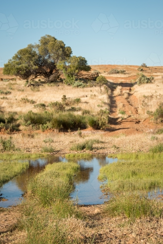 Waterhole in front of dry brown grassy hill with tree - Australian Stock Image