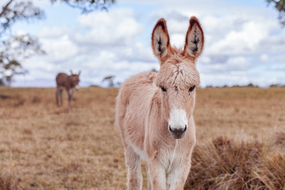 Portrait of young donkey foal in brown farm paddock on overcast day - Australian Stock Image