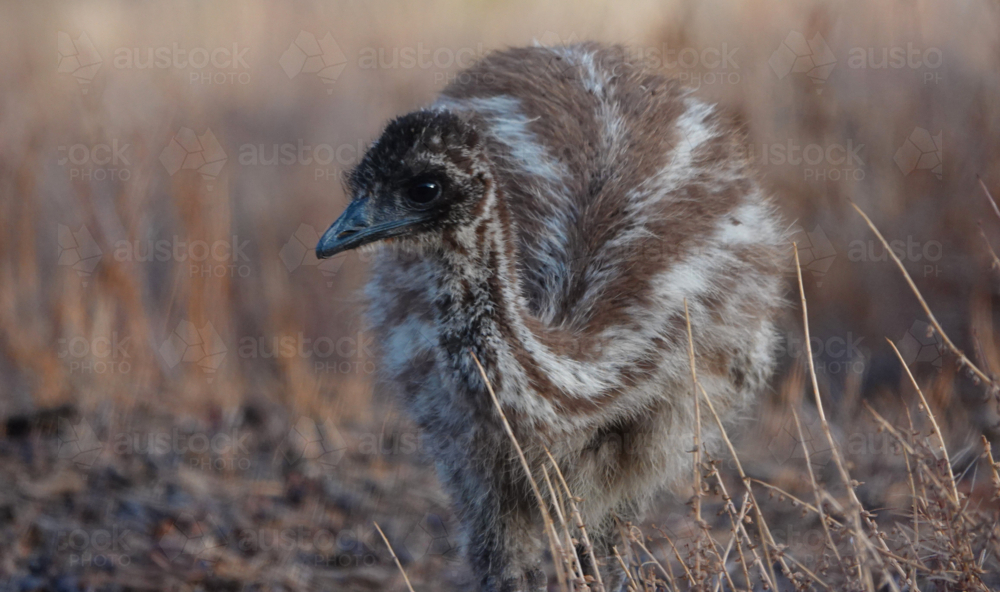 Portrait of young emu in grassland - Australian Stock Image