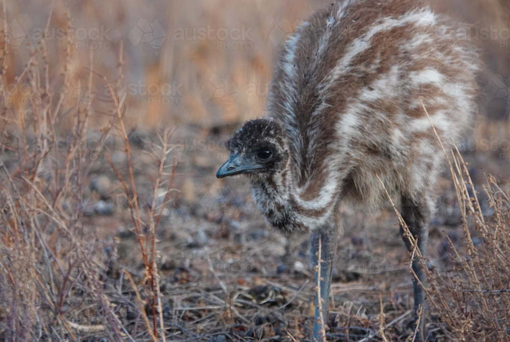 Portrait of young emu in grassland - Australian Stock Image