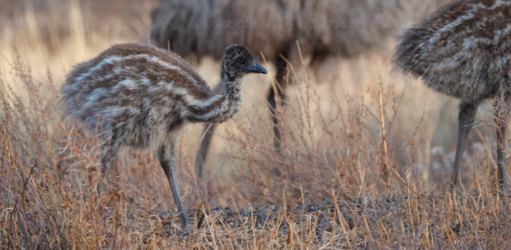 Portrait of young emu with adult in grassland - Australian Stock Image