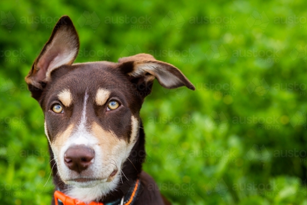 portrait of young floppy eared kelpie dog - Australian Stock Image