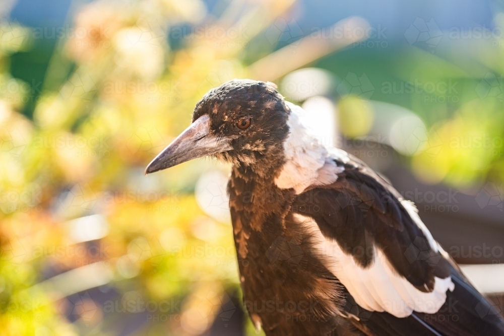 Portrait of young juvenile magpie bird with patchy feathers in morning light - Australian Stock Image