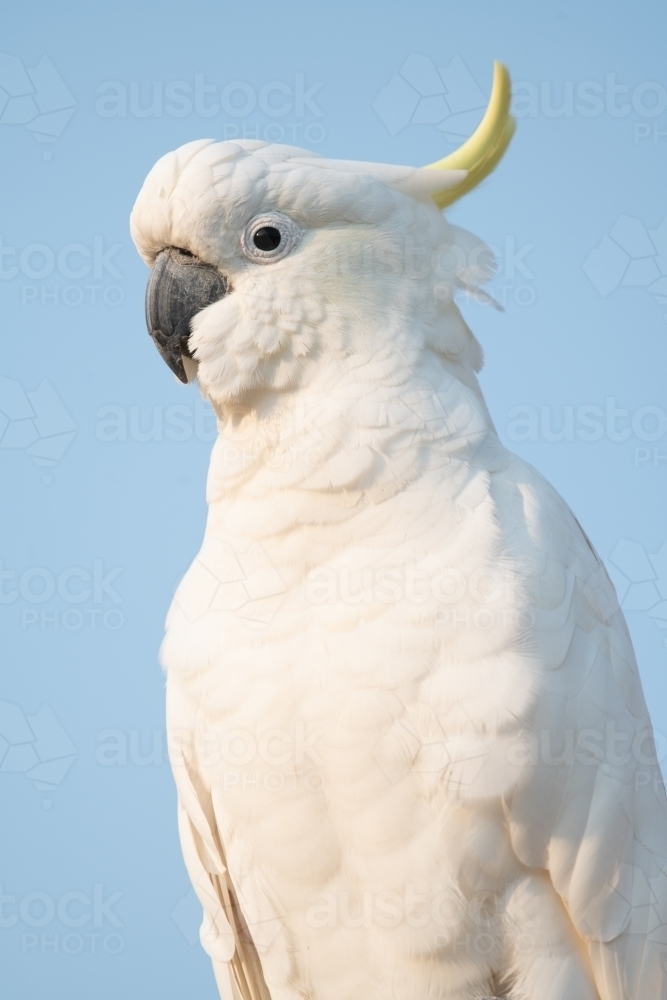 Portrait view of yellow crested cockatoo against blue sky background. - Australian Stock Image