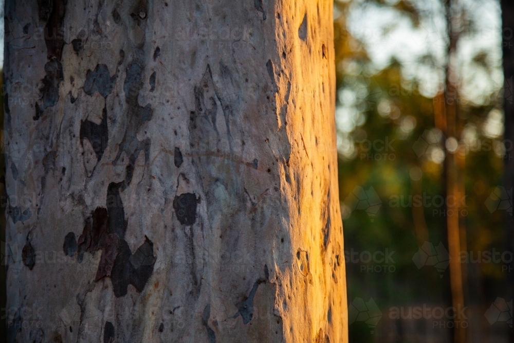 Possum claw marks on gum tree trunk lit by last golden light of the day - Australian Stock Image