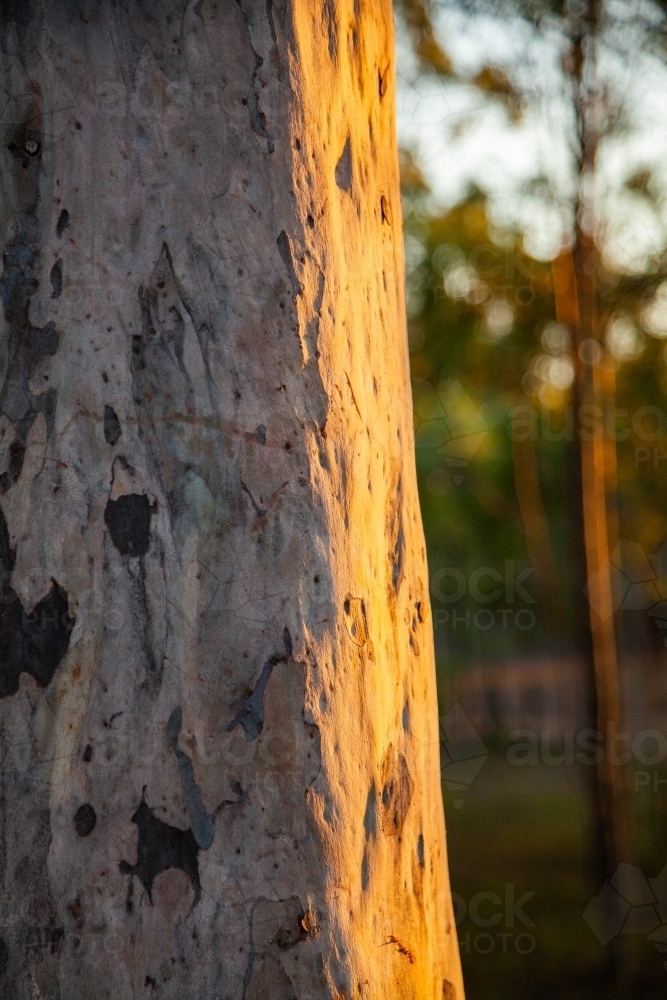 Possum claw marks on gum tree trunk lit by last golden light of the day - Australian Stock Image