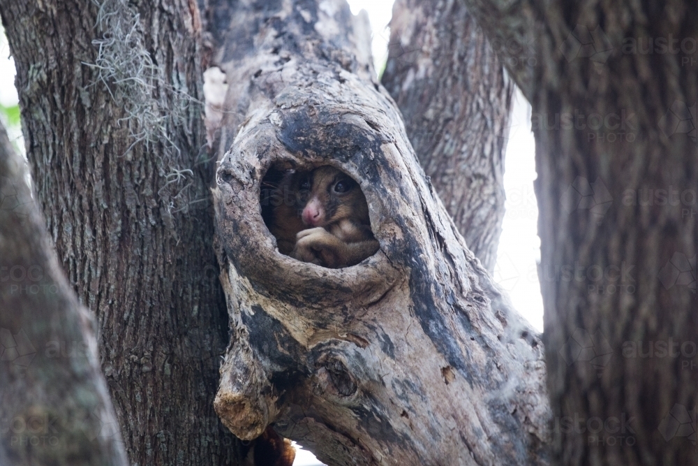 Possum in a tree hollow - Australian Stock Image