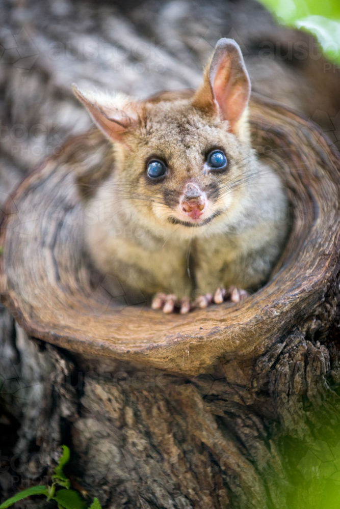 Possum in tree hollow. - Australian Stock Image