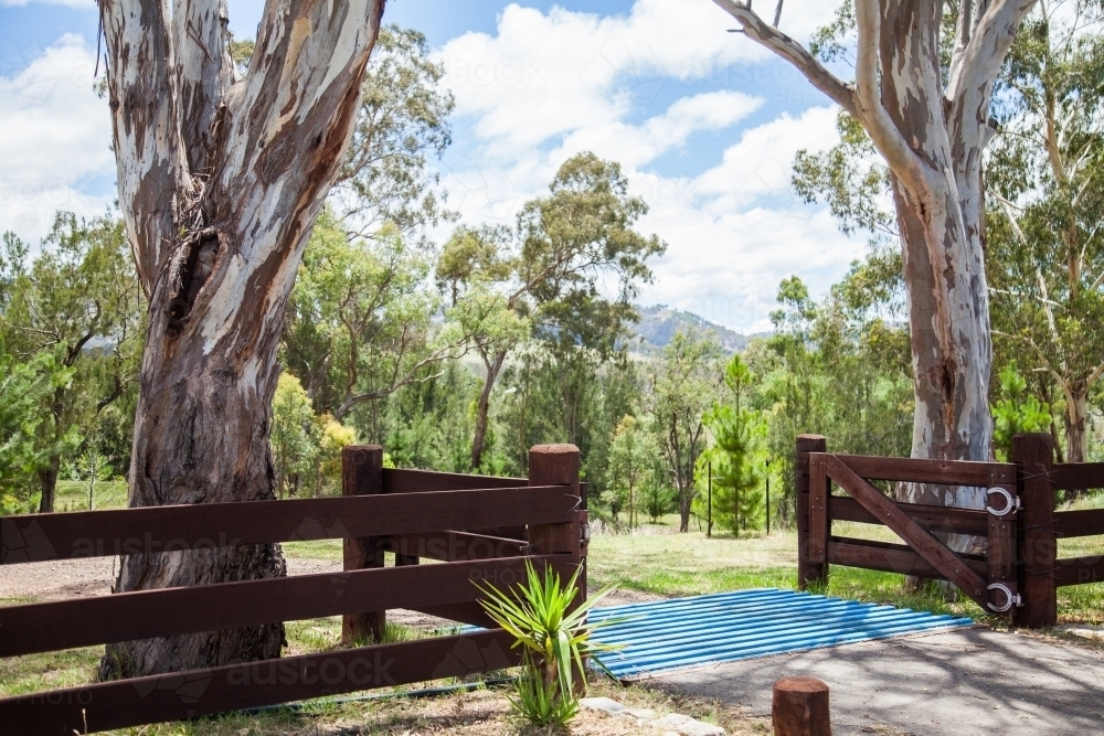 Post and rail fence, gate and cattle grid with gum trees beside - Australian Stock Image