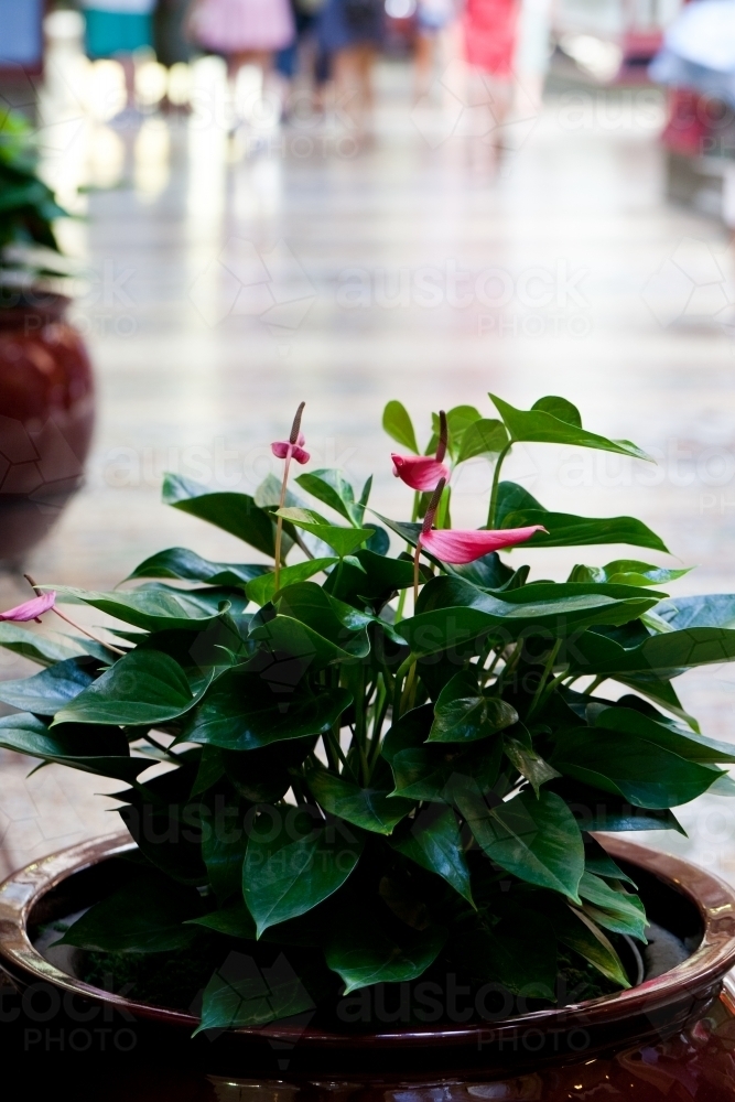 Pot plant in a shopping mall in central melbourne - Australian Stock Image
