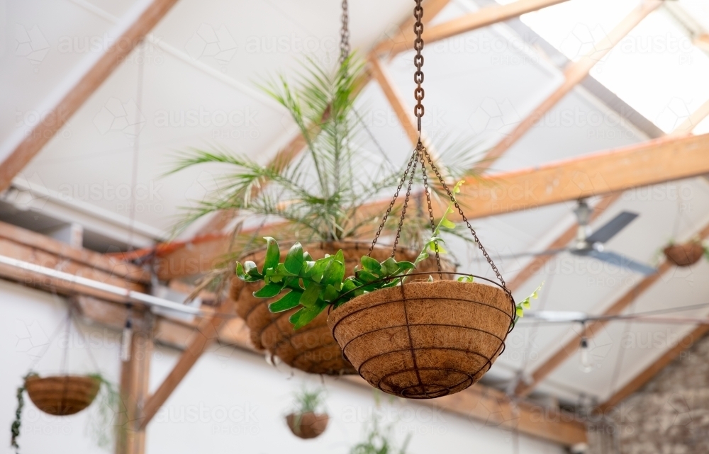 Pot plants hanging from rafters on ceiling - Australian Stock Image