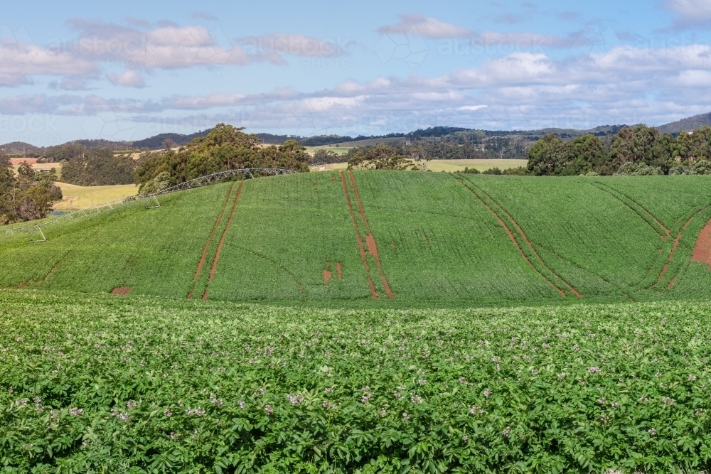 Potato farm in Tasmania - Australian Stock Image