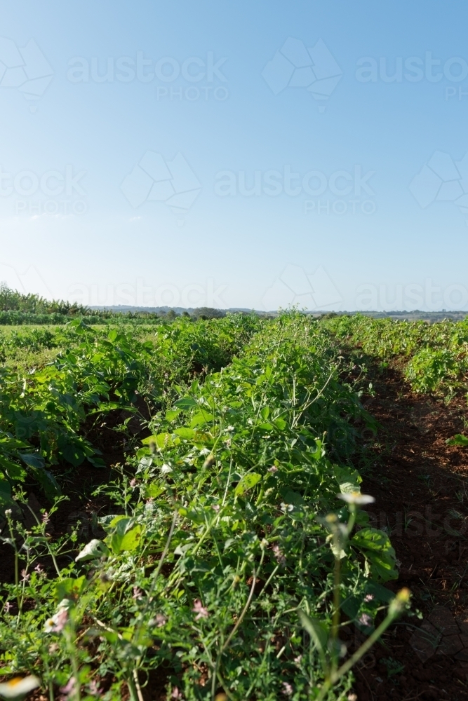 potato farming - Australian Stock Image