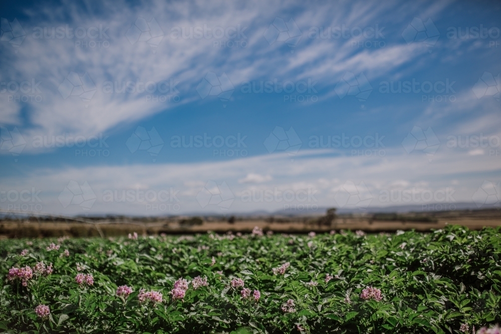 Potatoes growing in paddock - Australian Stock Image