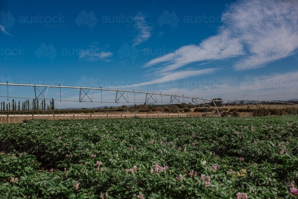 Potatoes growing in paddock - Australian Stock Image