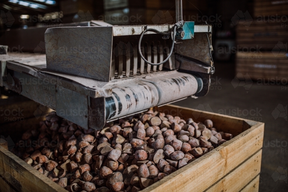 Potatoes in wooden crate with sorting machine in factory - Australian Stock Image