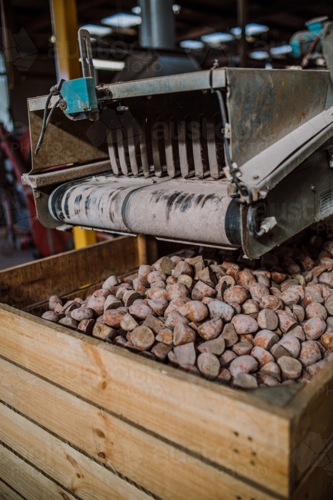 Potatoes in wooden crate with sorting machine in factory - Australian Stock Image