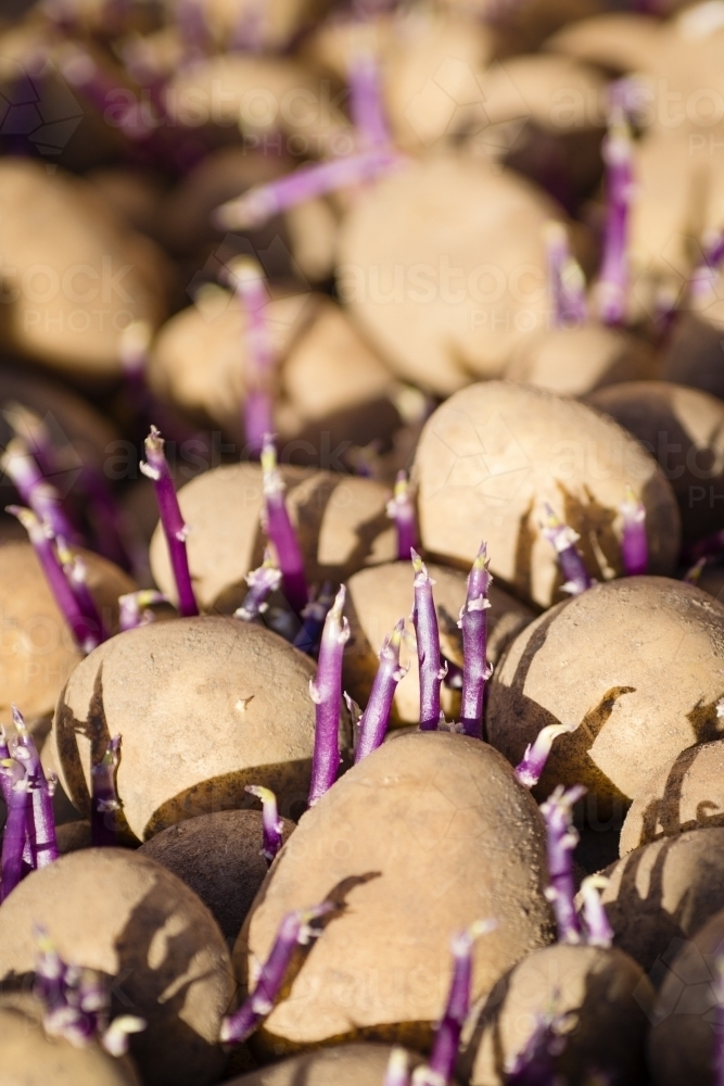 Potatoes ready for seeding in Western Australia - Australian Stock Image