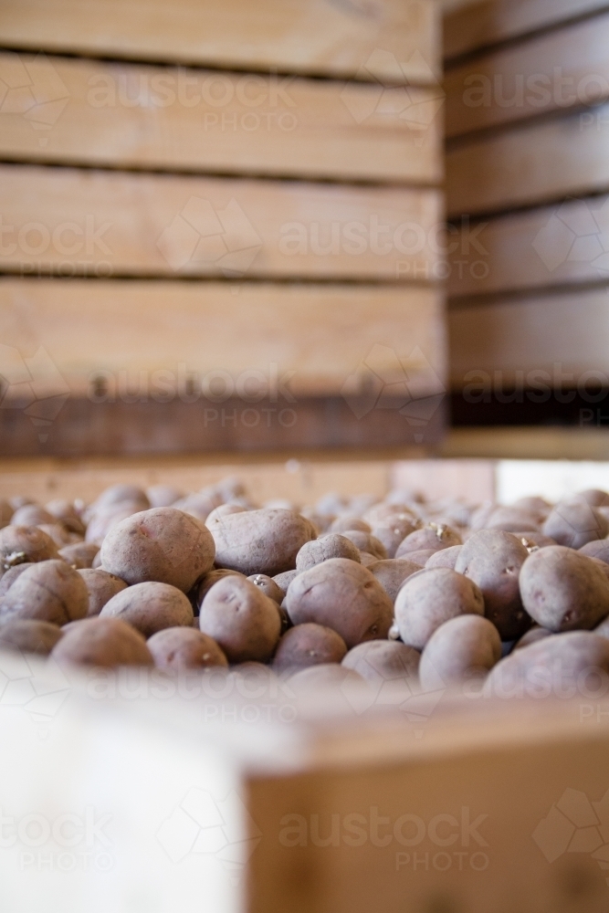 Potatoes ready to be sown in Western Australia - Australian Stock Image