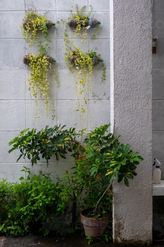 potted and hanging plants adorn a whitewashed wall - Australian Stock Image