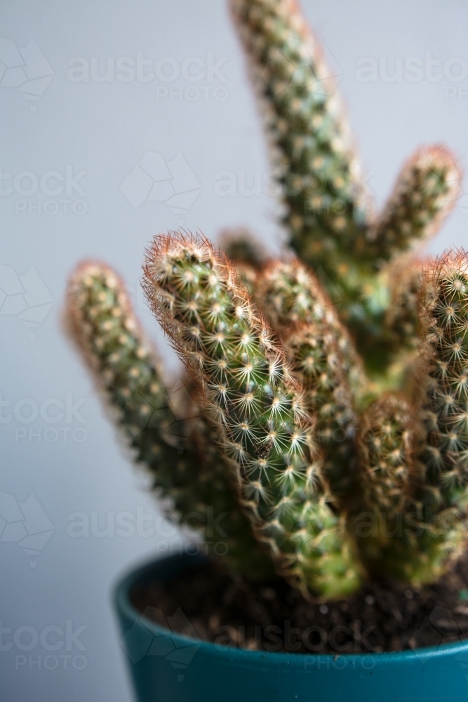 Potted cactus succulent plant - Australian Stock Image