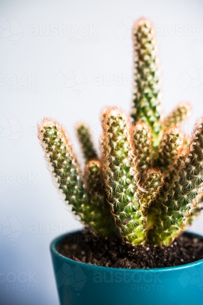 Potted cactus succulent plant - Australian Stock Image
